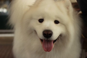 playful portrait of a cute fluffy furry happy Samoyed male family pet dog posing in a park in winter, Victoria Australia