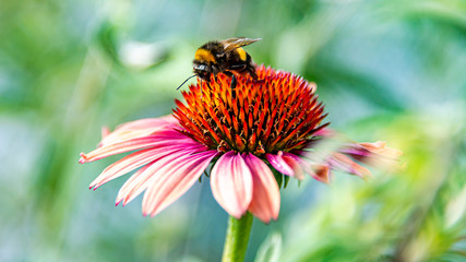 Purple coneflower (Echinacea purpurea Sundown) with a pollen collecting  bumble bee