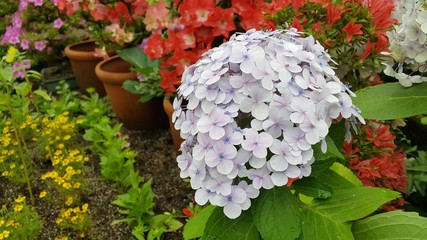 제주도 카멜리아