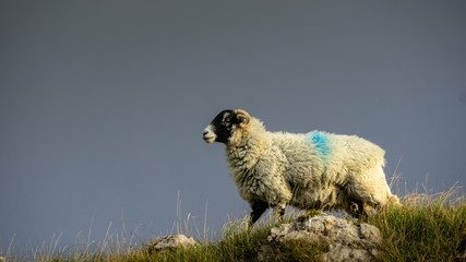A swaledale sheep looks over a limestone view © jmh-photography