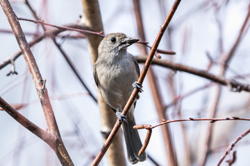 Fototapeta premium Oak titmouse (Baeolophus inornatus) holding a sunflower seed perched on a branch; blurred background, San Francisco bay area, California