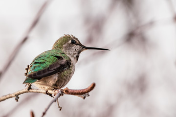 Anna's Hummingbird perched on a branch; blurred background, San Francisco bay area, California