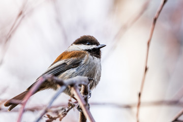 Close up of Chestnut backed Chickadee (Poecile rufescens) perched on a branch; blurred background, San Francisco bay area, California