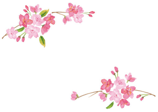 芝桜 の画像 69 9 件の Stock 写真 ベクターおよびビデオ Adobe Stock