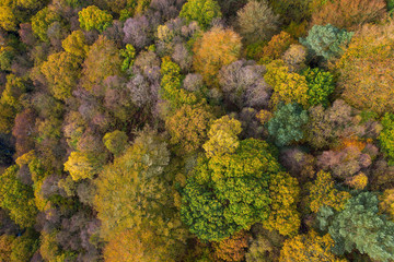 Aerial drone shot of Autumn-able colours from trees turning yellow near Hebden bridge