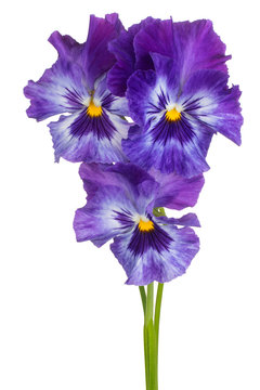 Viola Flower Isolated