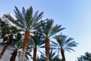 Palm trees side by side