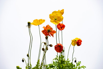 Fototapeta premium Poppy flowers isolated on white