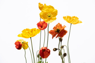 Obraz premium Poppy flowers isolated on white