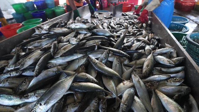 Fresh sardines, mackerel and tuna fish straight from boat, processed by workers at port	