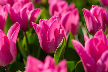Obraz na płótnie Canvas Pink tulips close - up on the street