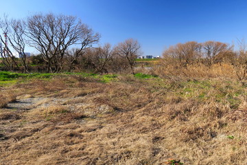 冬枯れの江戸川河川敷
