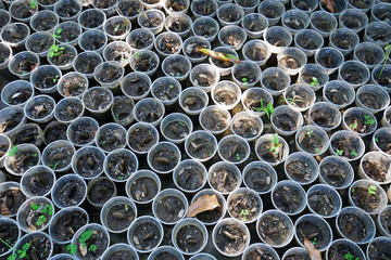 Close up row of black plastic container bag of planting trees