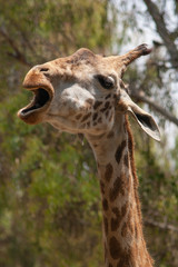 Giraffe head on a background of trees