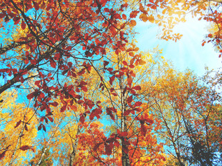 autumn background forest with oak birch trees and sunny beams