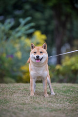 Shiba Inu playing in the park grass