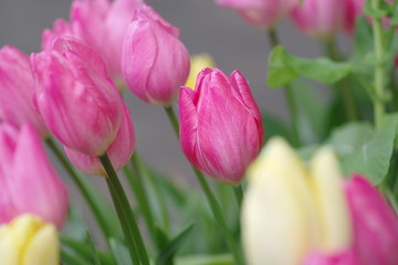 咲いた、チューリップ