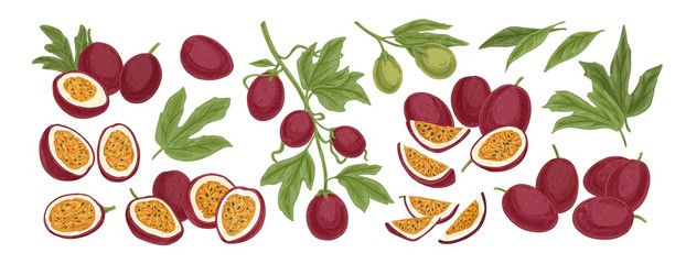 Set of realistic ripe tropical fruits half and slices vector illustration. Colored graphic hand drawn passion fruit isolated on white background. Collection of growth with leaves