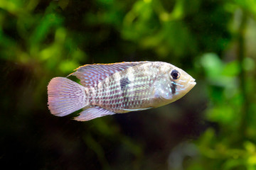 Gold Saum - Andinoacara rivulatus