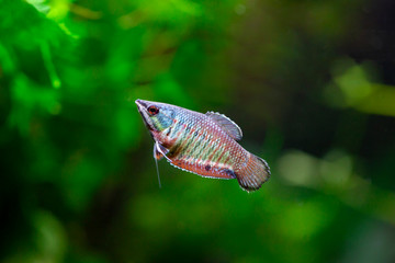 Sphaerichthys vaillanti - Vaillant's Chocolate Gourami - Samurai Gourami