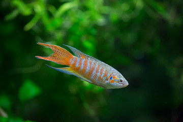 Paradise fish - Macropodus opercularis