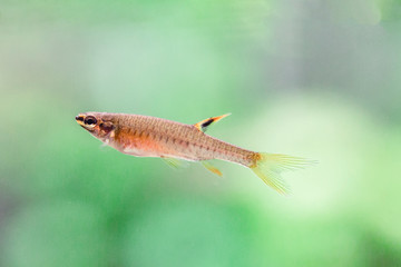Fototapeta premium Copella arnoldi – Splash Tetra - Spraying characin