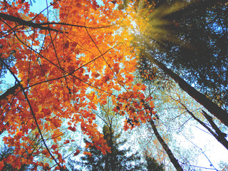 autumn background forest with oak birch trees and sunny beams