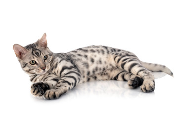 Fototapeta premium bengal cat in studio