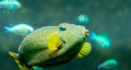 Animali,natura wildlife  © Catello