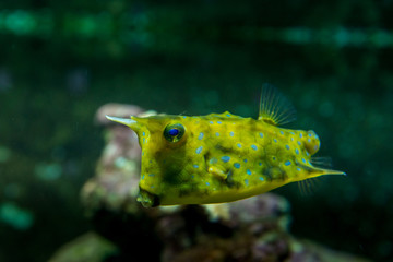 Animali,natura wildlife 