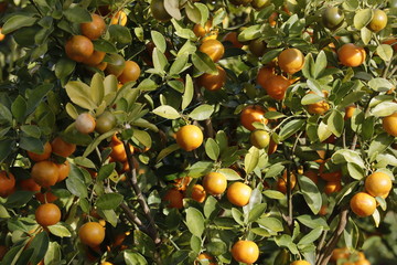 Kumquat tree. Together with Peach blossom tree, Kumquat is one of 2 must have trees in Vietnamese Lunar New Year holiday in north.