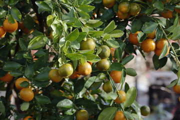 Kumquat tree. Together with Peach blossom tree, Kumquat is one of 2 must have trees in Vietnamese Lunar New Year holiday in north.