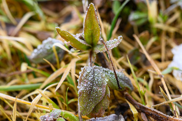 Die Flanzenwelt taut am Morgen