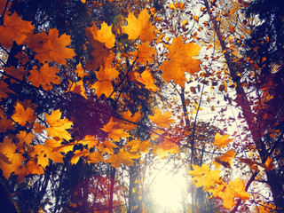 autumn background forest with maple trees and sunny beams