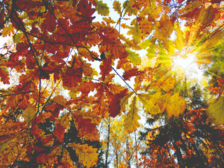 autumn background forest with oak trees and sunny beams