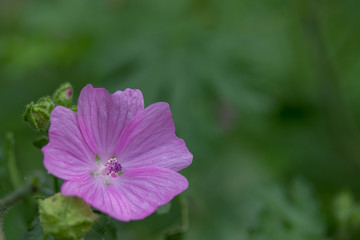Hibiskus © Karsten