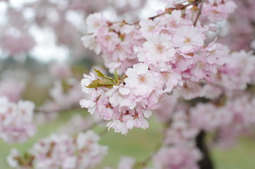 Beautiful Japanese cherry blossom somei yoshino sakura in full bloom in a park in spring