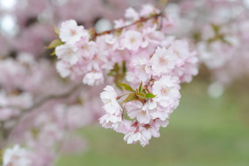 Beautiful Japanese cherry blossom somei yoshino sakura in full bloom in a park in spring