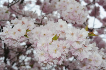 Beautiful Japanese cherry blossom somei yoshino sakura in full bloom in a park in spring