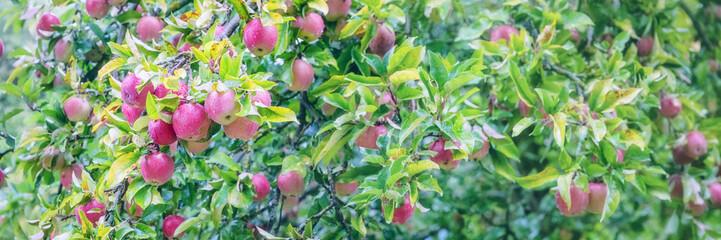 Ripe red apples hanging on the tree in rainy weather