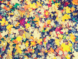 Obraz na płótnie Canvas autumn background forest with maple trees and sunny beams