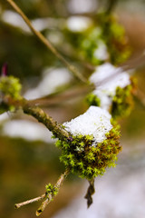 Moos in Sternform bedeckt mit Schnee