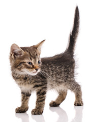 A small brown kitty stands with a raised tail. Side view. Isolated on white background.