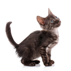 A simple black cat without a breed on a white background. Pet.