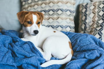 Adorable puppy Jack Russell Terrier laying on the blue blanket.
