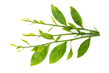 Melientha suavis Pierre (Pak Phak Wan) young leaves to cook a variety of dishes, both boiled and stir-fried.