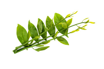 Melientha suavis Pierre (Pak Phak Wan) young leaves to cook a variety of dishes, both boiled and stir-fried.