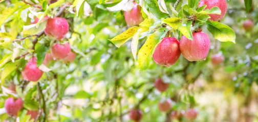 Ripe red apples hanging on the tree in rainy weather