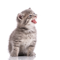 Gray domestic kitten on a white background