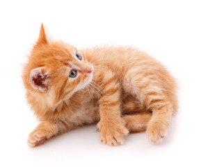 One beautiful kitten isolated on a white background. Portrait of a cat.